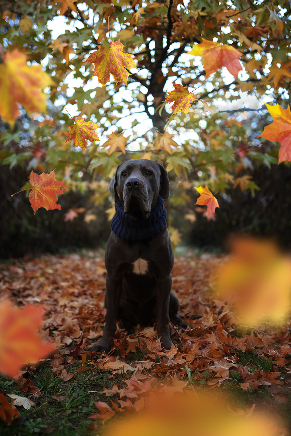 Yana Dylewski Photographe a Bourges