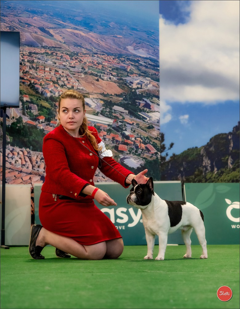 Dog Show  🇮🇹  San Marino. Photographe à Strasbourg | Portraits, Studio, Enfants, Événements