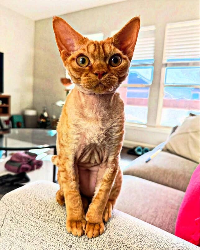 Dorito, boy, born on 06.06.24 SOLD. Devon Rex Pixie Cattery