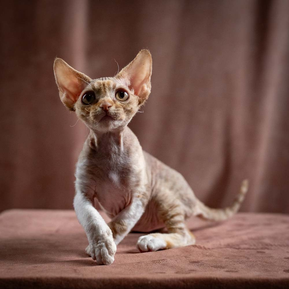 Ophelia, girl, born 02.08.26. Devon Rex Pixie Cattery
