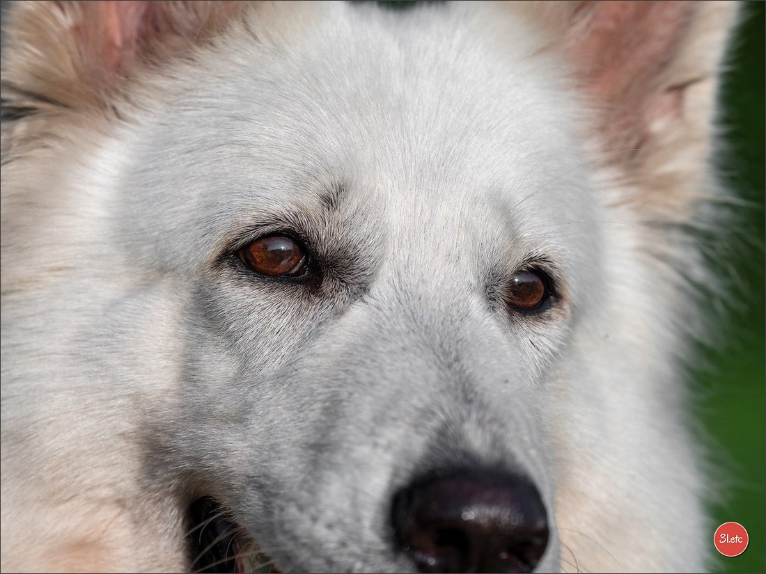Domaine de la patte blanche. Photographe à Strasbourg | Portraits, Studio, Enfants, Événements