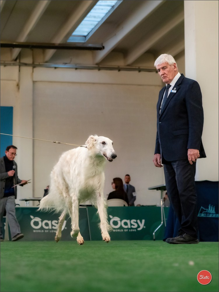 Dog Show  🇮🇹  San Marino. Photographe à Strasbourg | Portraits, Studio, Enfants, Événements