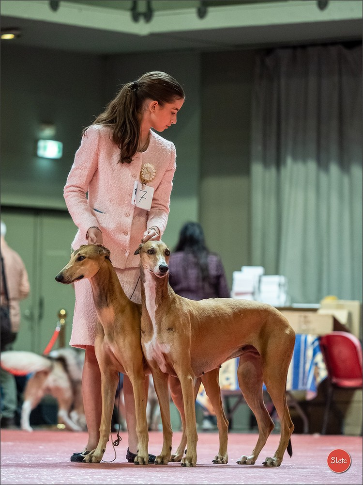 Expo canine 🇫🇷 Martigues  19-20/04/2025. Photographe à Strasbourg | Portraits, Studio, Enfants, Événements