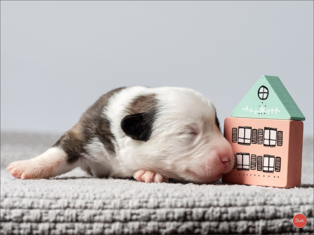 Photographie animalière. Photographe à Strasbourg | Portraits, Studio, Enfants, Événements
