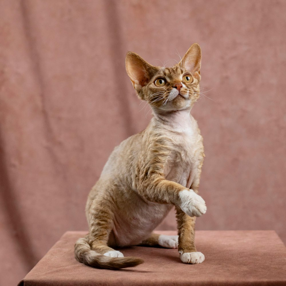Yasia. Devon Rex Pixie Cattery