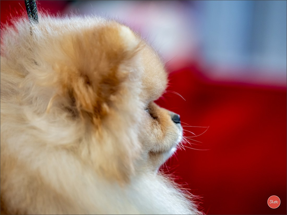 Expositions canines des 6 & 7 avril 2024 NDS Mulhouse, France. Photographe à Strasbourg | Portraits, Studio, Enfants, Événements