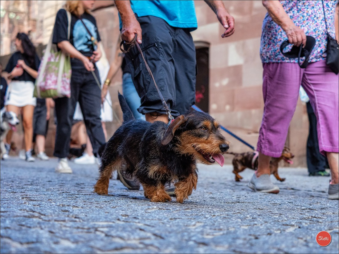 Teckels Parade Strasbourgeoise  Vous pouvez voir le galerie de photos. Photographe à Strasbourg | Portraits, Studio, Enfants, Événements