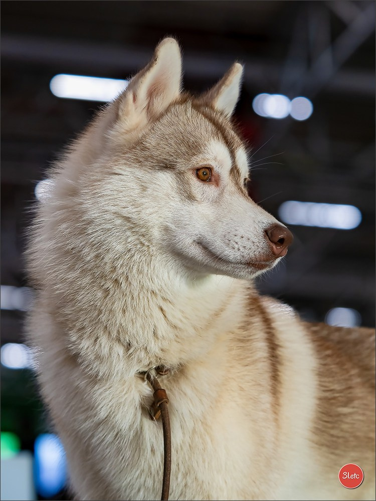 Photographie animalière. Photographe à Strasbourg | Portraits, Studio, Enfants, Événements