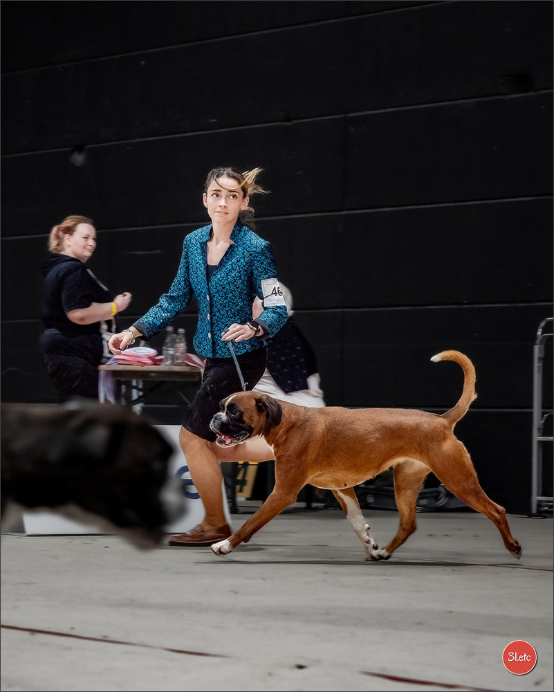 🇱🇺 LUXEMBOURG 🇱🇺 International Dog Show 🇱🇺 30/08 - 31/08/2025. Photographe à Strasbourg | Portraits, Studio, Enfants, Événements