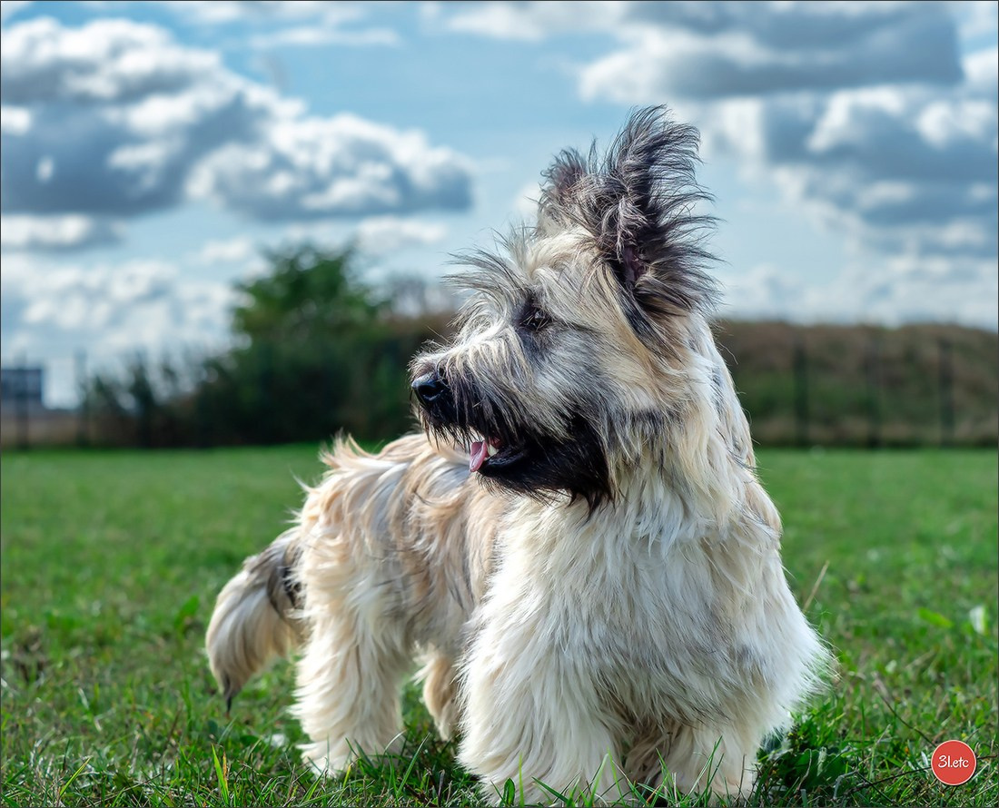 Exposition Canine à  Margny-lès-Compiègne 14-15/09/2024. Photographe à Strasbourg | Portraits, Studio, Enfants, Événements