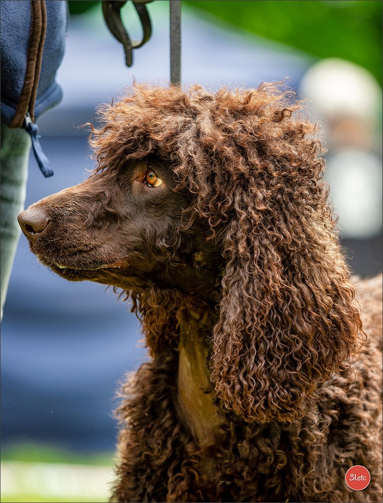 Expo canine Nancy  🇫🇷  25/05/2025. Photographe à Strasbourg | Portraits, Studio, Enfants, Événements
