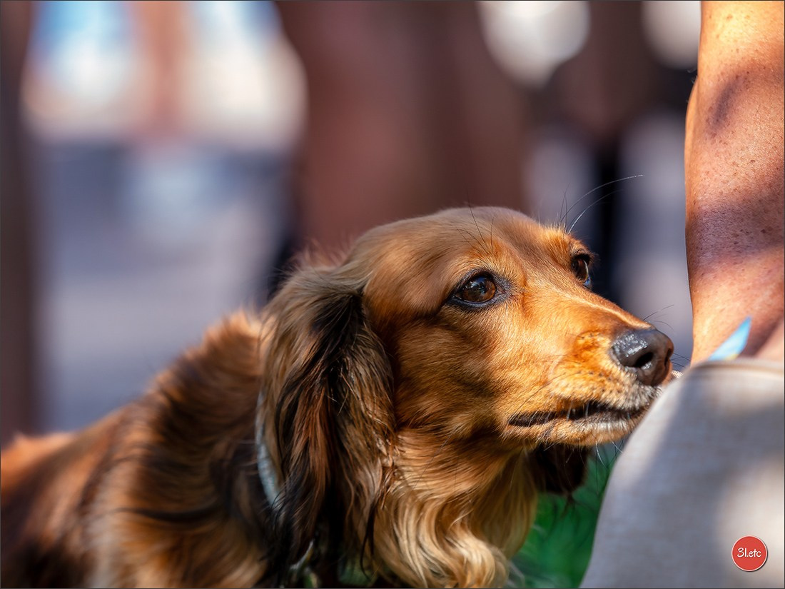 Teckels Parade Strasbourgeoise  Vous pouvez voir le galerie de photos. Photographe à Strasbourg | Portraits, Studio, Enfants, Événements