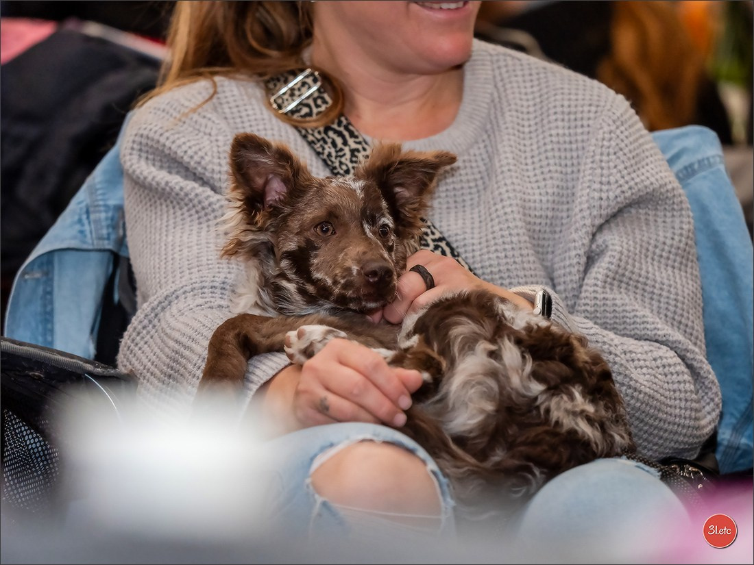 🇫🇷Exposition Canine Internationale de Perpignan. Photographe à Strasbourg | Portraits, Studio, Enfants, Événements