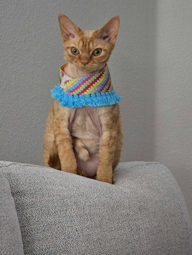 Dorito, boy, born on 06.06.24 SOLD. Devon Rex Pixie Cattery