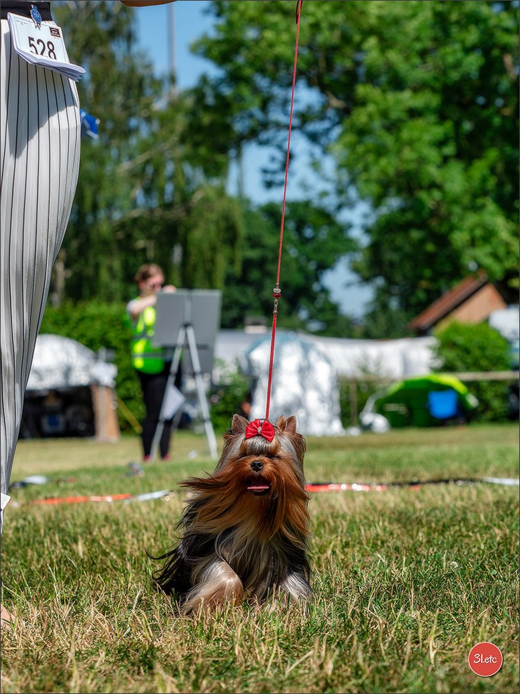 🇨🇭 Geneva Dog Show 15-17/11/2024. Photographe à Strasbourg | Portraits, Studio, Enfants, Événements