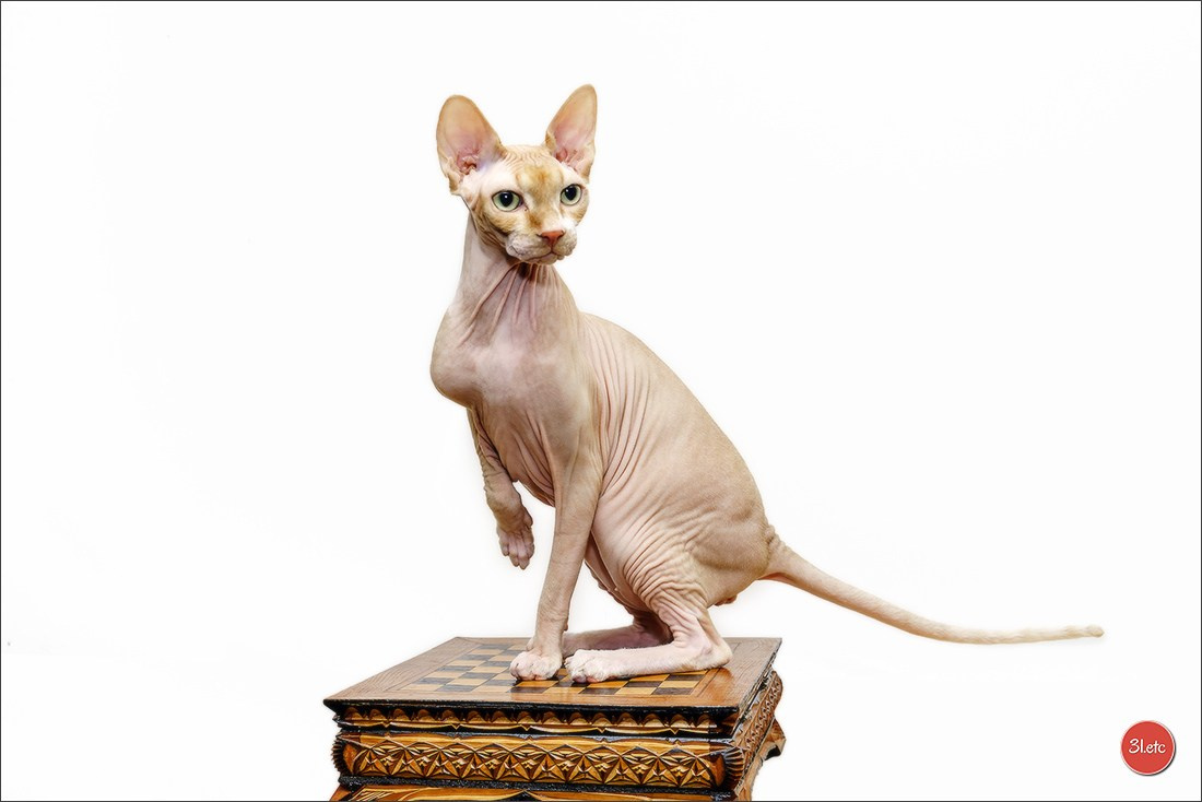 Photographie animalière. Photographe à Strasbourg | Portraits, Studio, Enfants, Événements