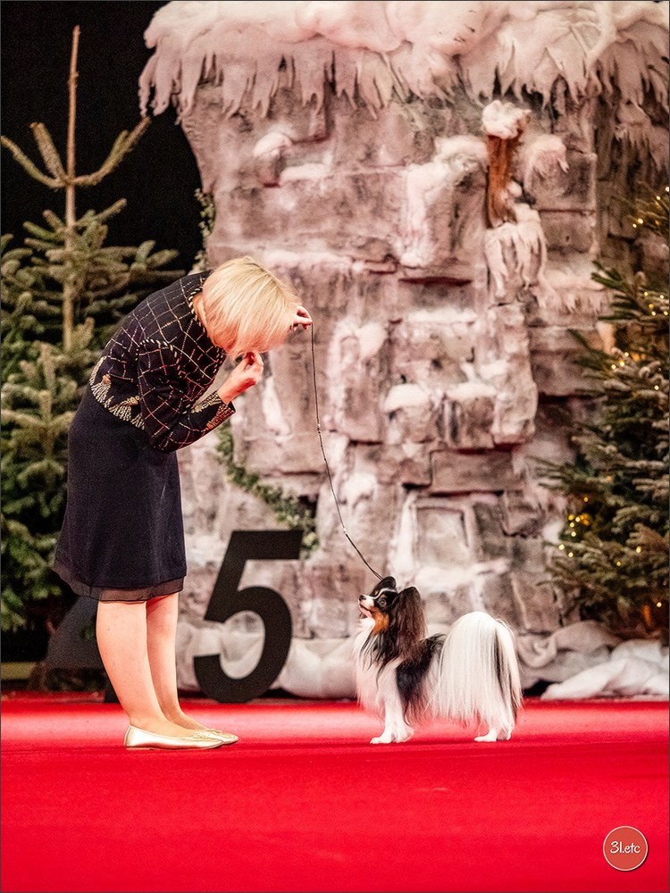 14-15.12.2024 Brussels Dog Show 🇧🇪. Photographe à Strasbourg | Portraits, Studio, Enfants, Événements
