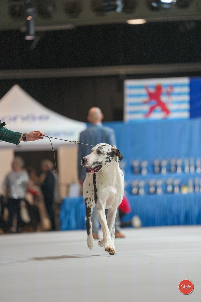 🇱🇺 LUXEMBOURG 🇱🇺 International Dog Show 4-5/04/2026. Photographe à Strasbourg | Portraits, Studio, Enfants, Événements