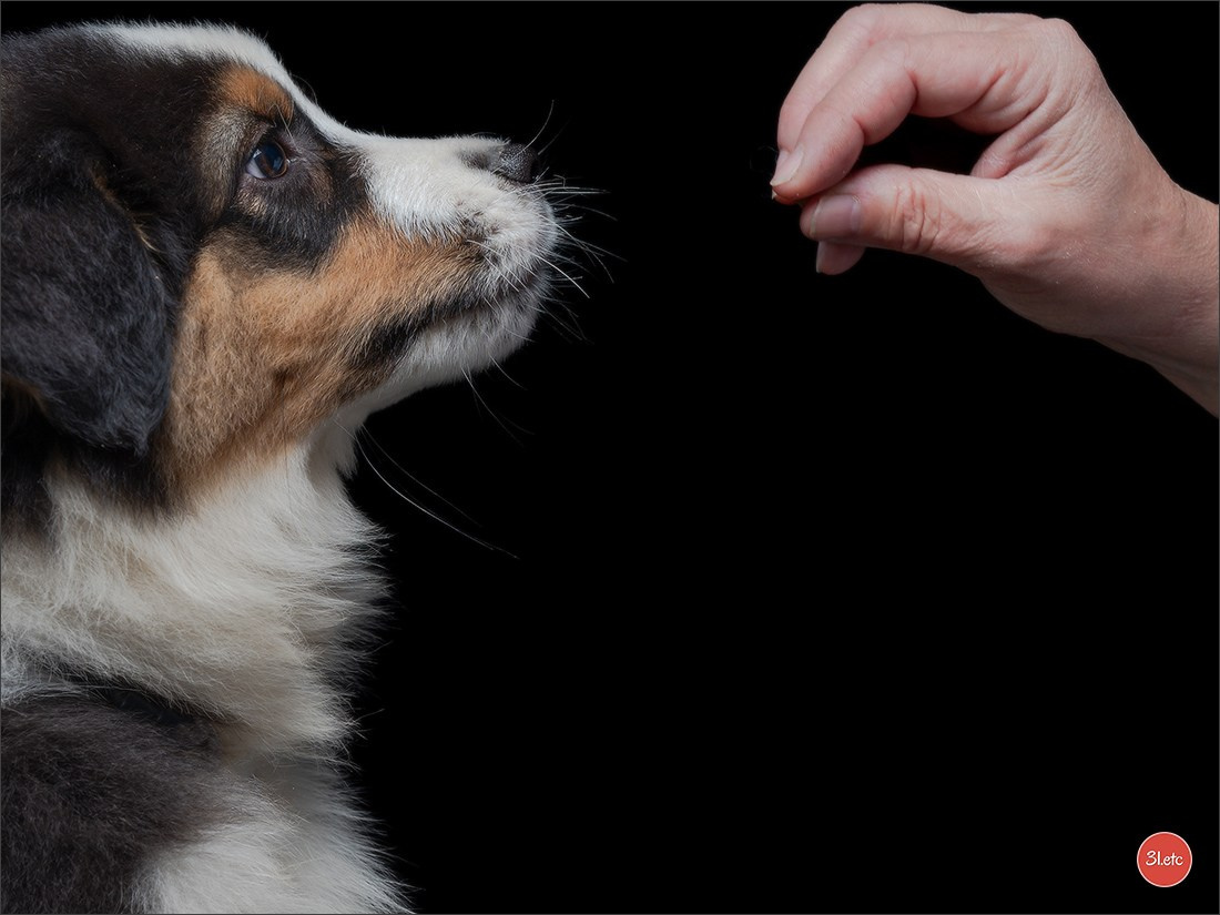 Domaine de la patte blanche. Photographe à Strasbourg | Portraits, Studio, Enfants, Événements