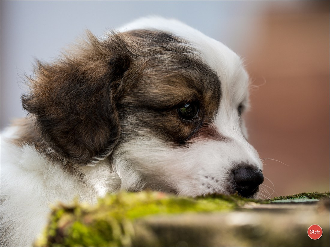 Photographie animalière. Photographe à Strasbourg | Portraits, Studio, Enfants, Événements