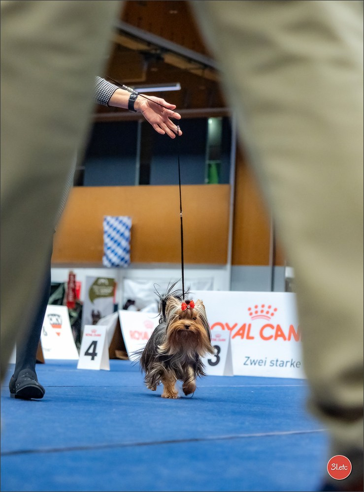 Dog Show WELS   🇦🇹  06-07/12/2025. Photographe à Strasbourg | Portraits, Studio, Enfants, Événements