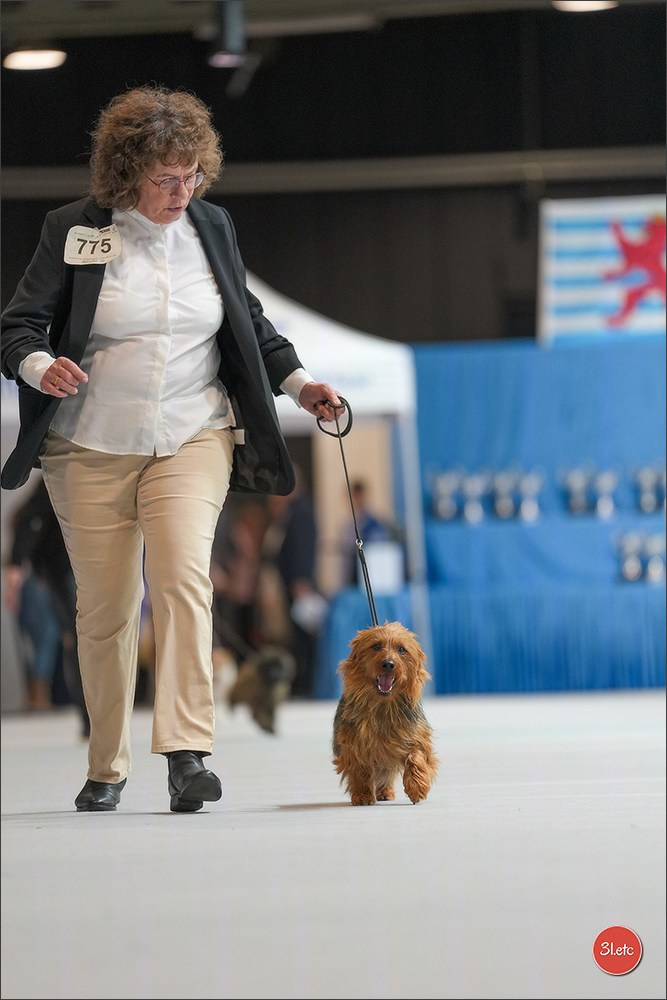 🇱🇺 LUXEMBOURG 🇱🇺 International Dog Show 4-5/04/2026. Photographe à Strasbourg | Portraits, Studio, Enfants, Événements