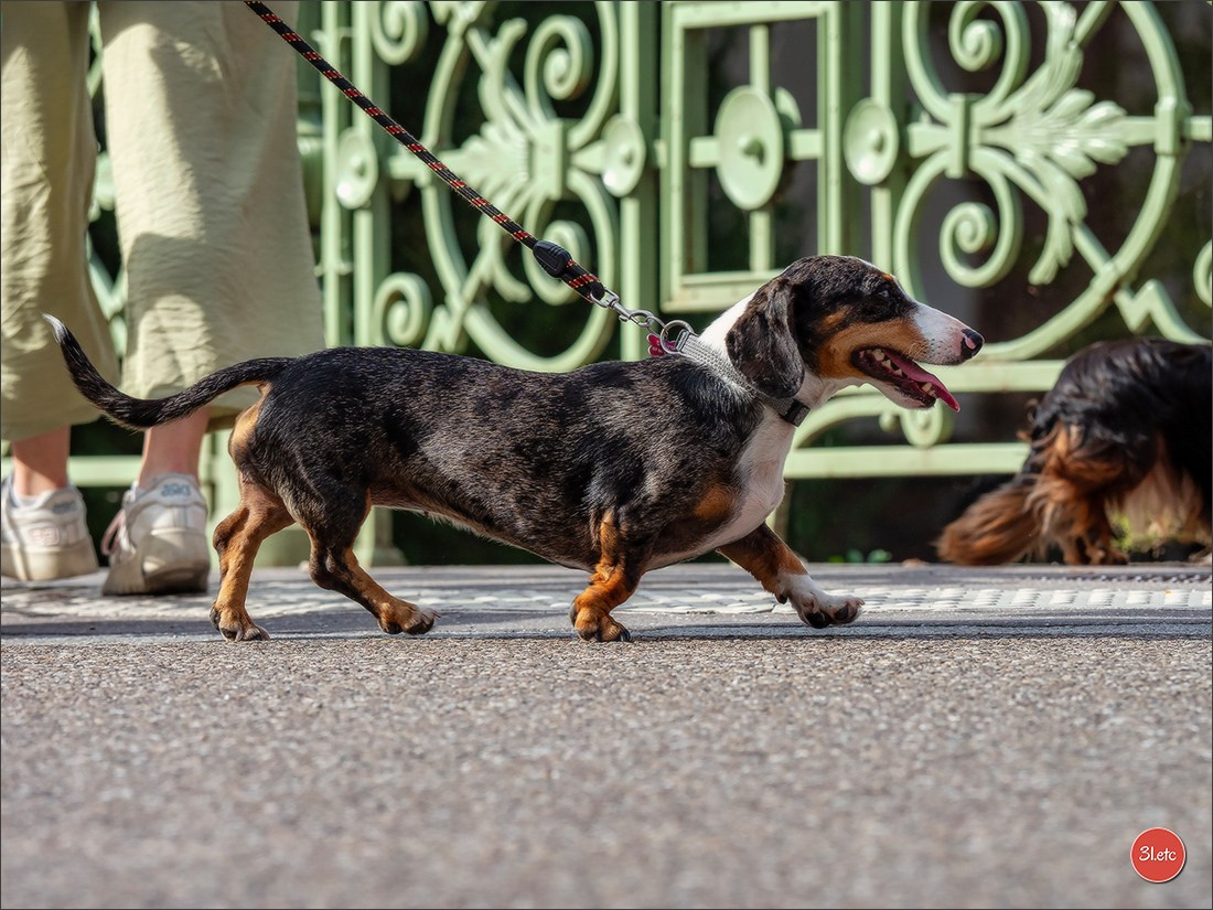 Teckels Parade Strasbourgeoise  Vous pouvez voir le galerie de photos. Photographe à Strasbourg | Portraits, Studio, Enfants, Événements