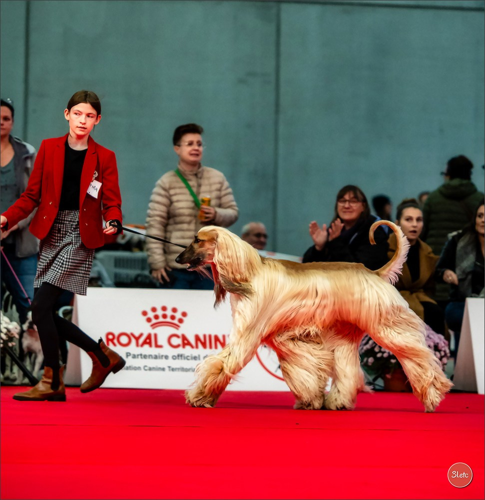 EXPOSITION CANINE NATIONALE ET INTERNATIONALE DE METZ (ACT LORRAINE) METZ (57) - 09 & 10/11/2024. Photographe à Strasbourg | Portraits, Studio, Enfants, Événements