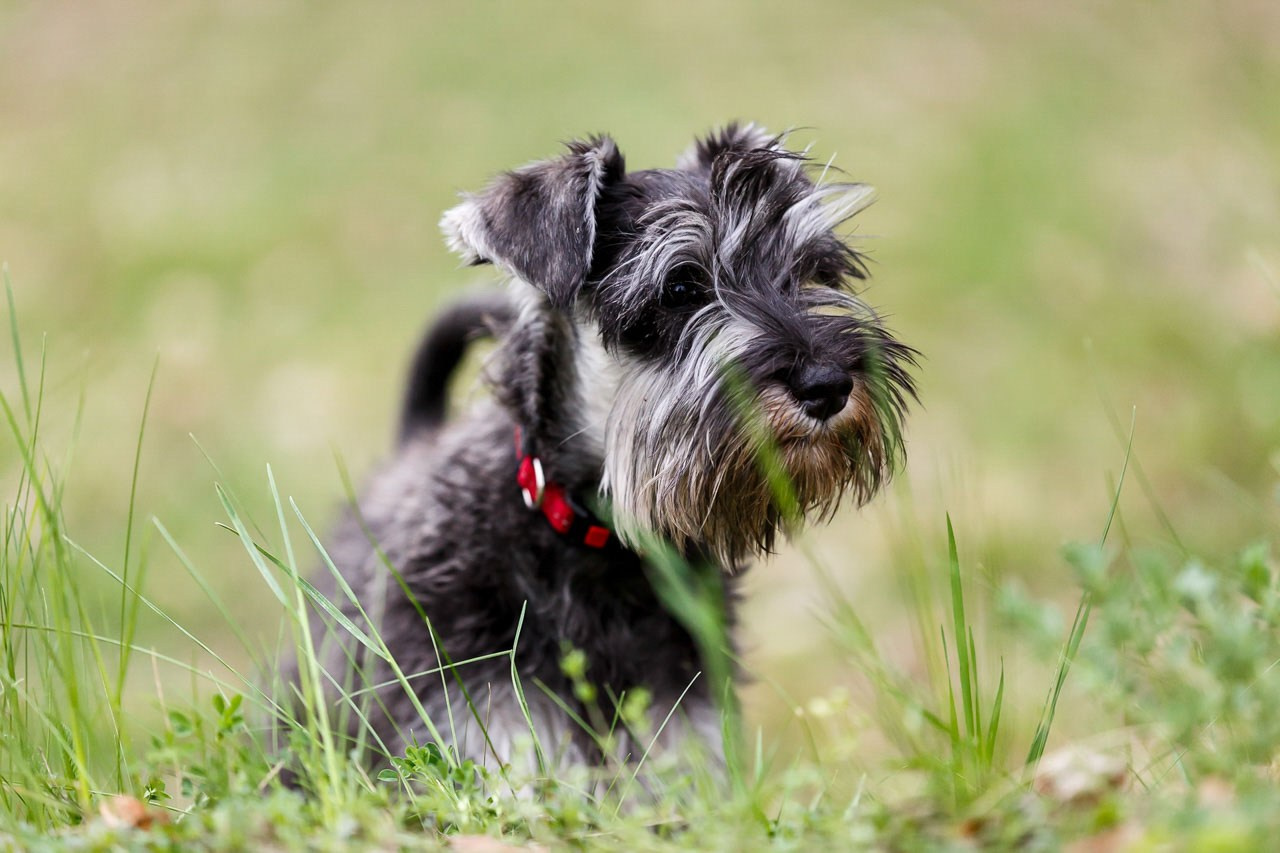 Šnaucer pas u opuštenom trenutku u prirodnom okruženju.