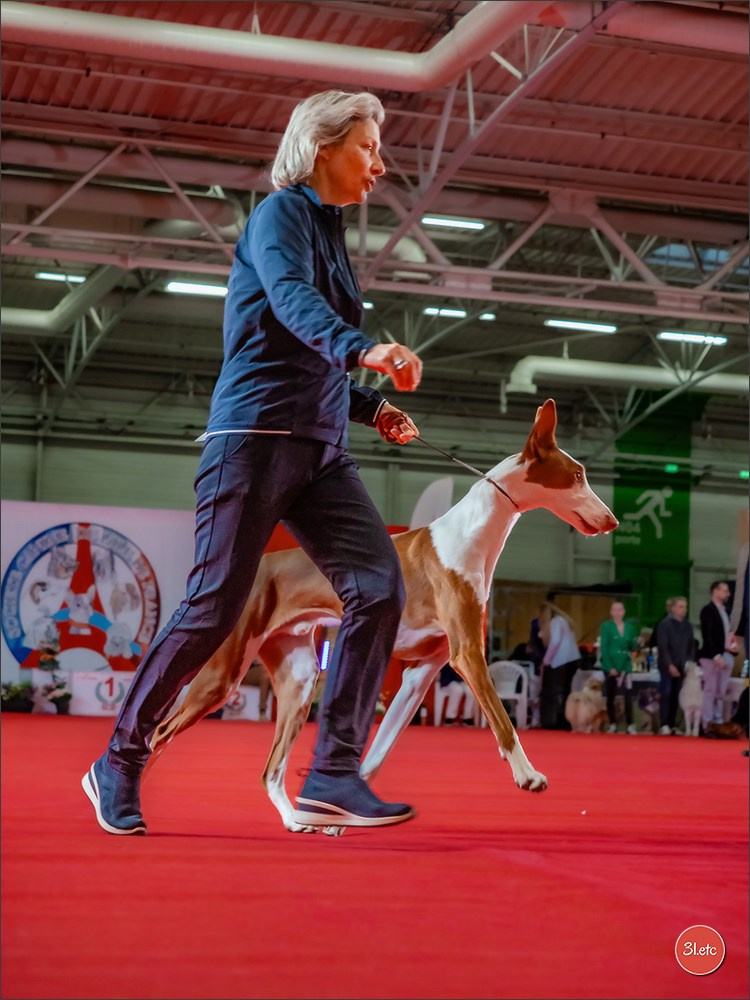 PDS  🇫🇷  Paris Dog Show  🇫🇷  Expo canine  10-11/01/2026. Photographe à Strasbourg | Portraits, Studio, Enfants, Événements