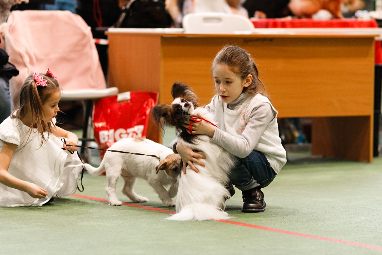 Grodno dog show. Kaja | fotograf we Wrocławiu | ludzie i psy