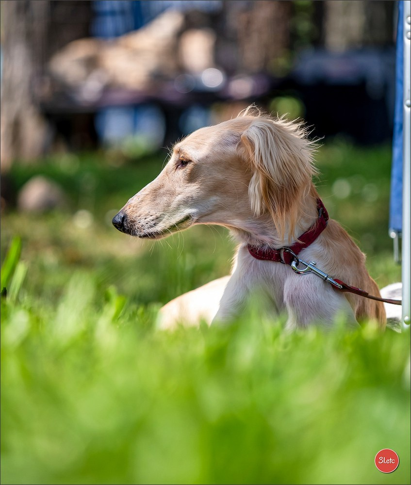 Expo canine 🇫🇷 Valence 03-04/05/2025. Photographe à Strasbourg | Portraits, Studio, Enfants, Événements