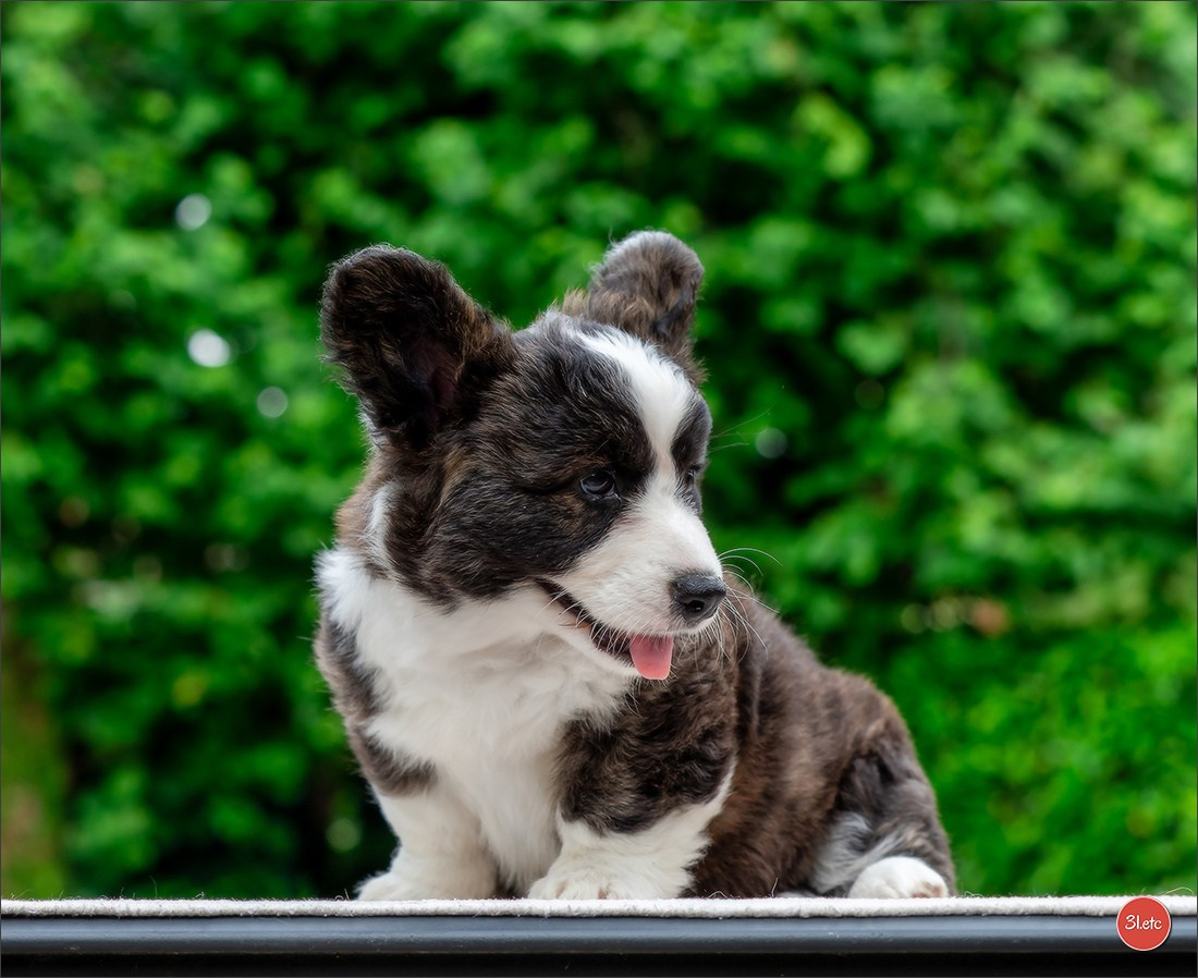 Photographie animalière. Photographe à Strasbourg | Portraits, Studio, Enfants, Événements