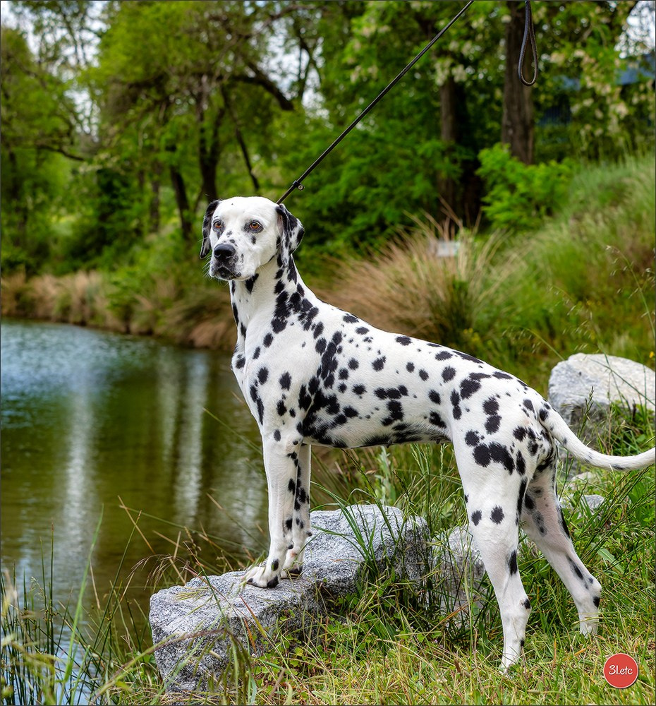 Photographie animalière. Photographe à Strasbourg | Portraits, Studio, Enfants, Événements