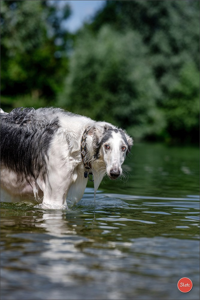 Dog Show - Hallbergmoos 🇩🇪 11-12/07/2026