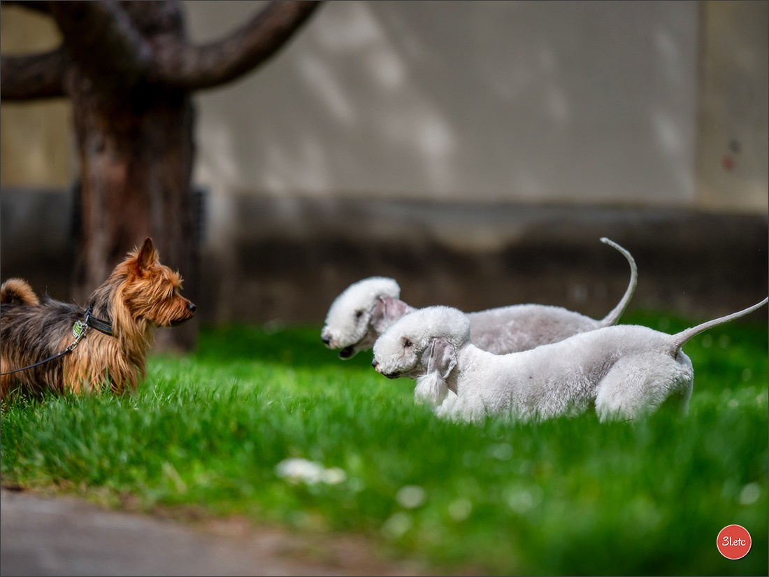 Photographie animalière. Photographe à Strasbourg | Portraits, Studio, Enfants, Événements