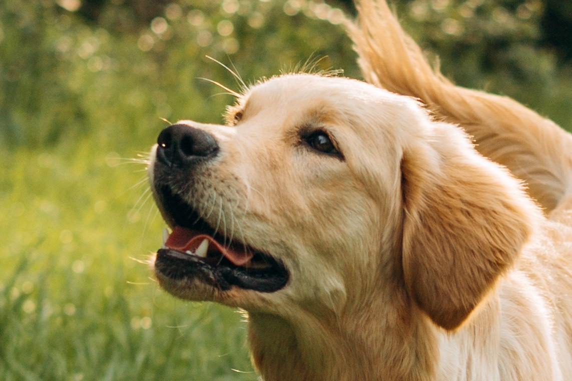 Настя, Арчи, Арагон. Фотограф-анималист | Белград