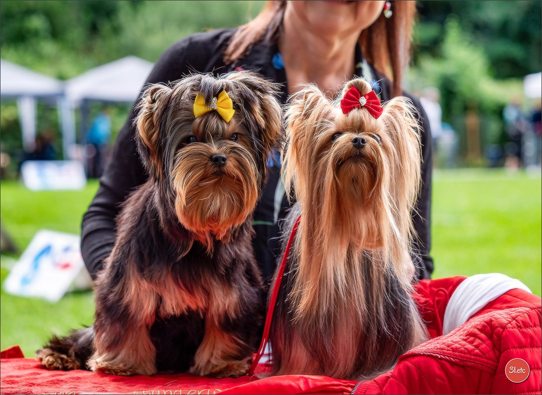 Expo canine Strasbourg  🇫🇷  23-24/08/2025. Photographe à Strasbourg | Portraits, Studio, Enfants, Événements