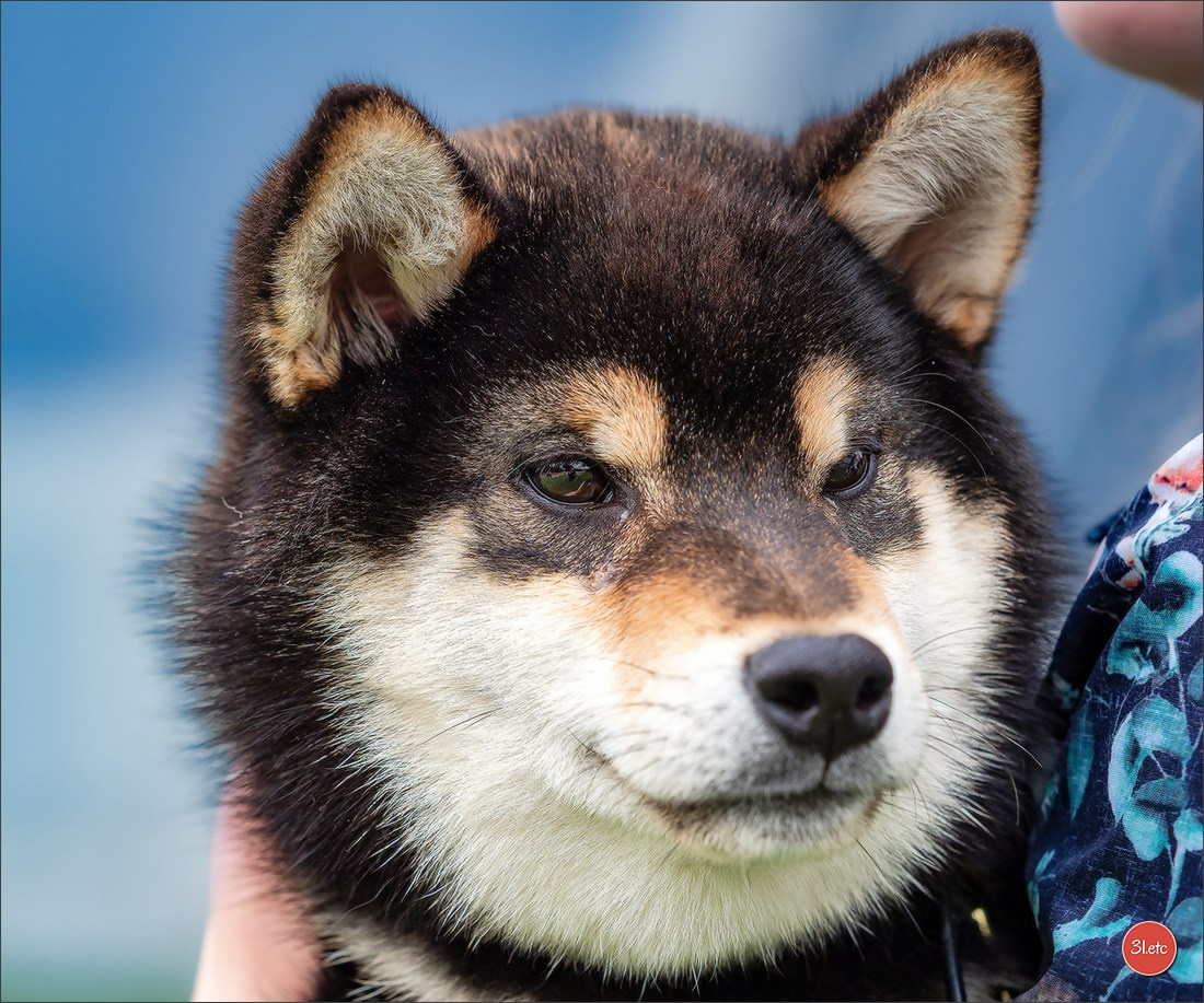🇫🇷  Perpignan Dog Show  🇫🇷  Expo canine  17-18/01/2026. Photographe à Strasbourg | Portraits, Studio, Enfants, Événements