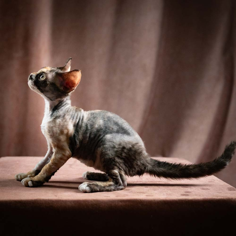 Polly, girl, born 02.11.26. Devon Rex Pixie Cattery