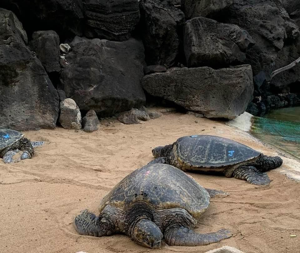 Lens Work From the Field 3