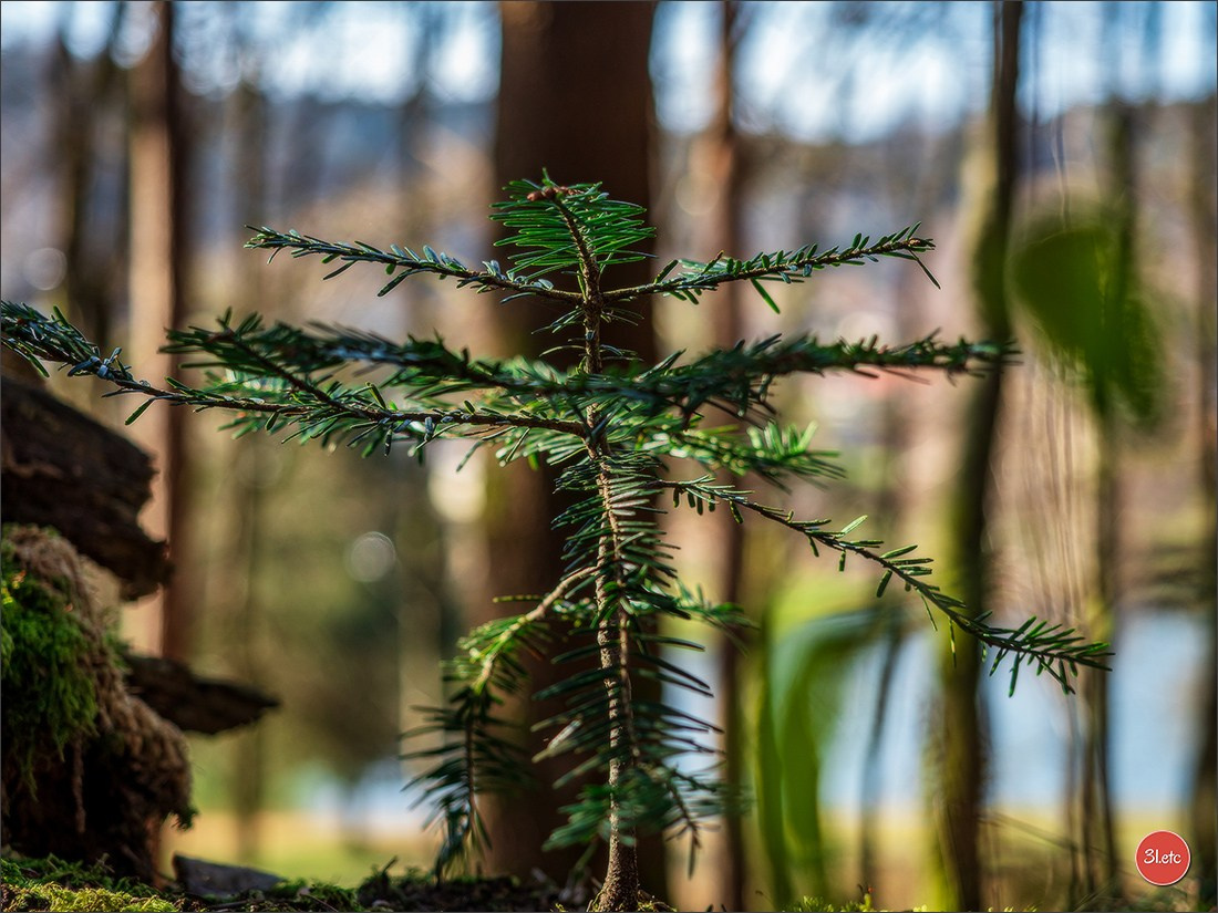 Une forêt, un rocher et un cimetière gallo-romain. Photographe à Strasbourg | Portraits, Studio, Enfants, Événements