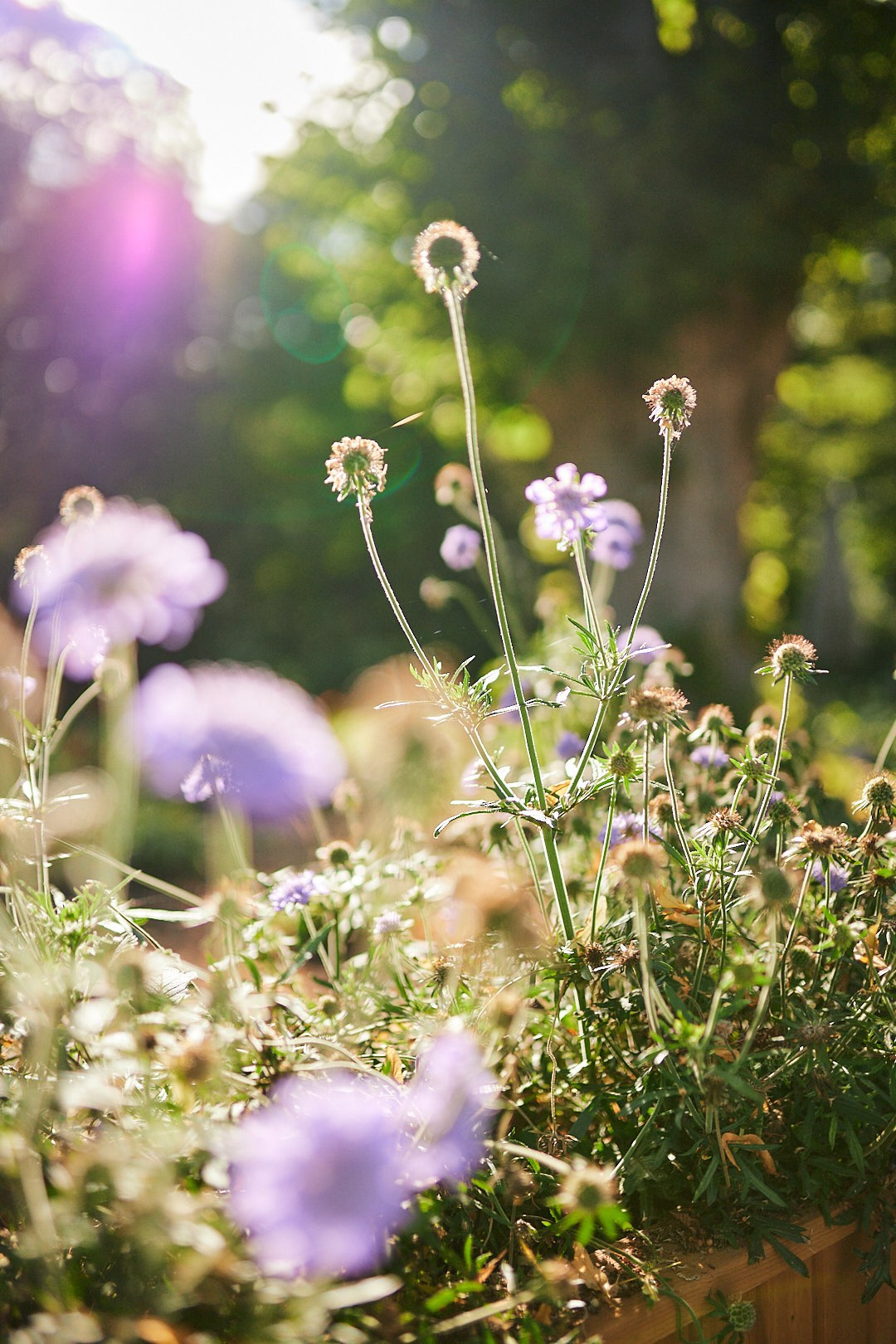 Nature. Personal, fashion, business Photographer in Netherlands