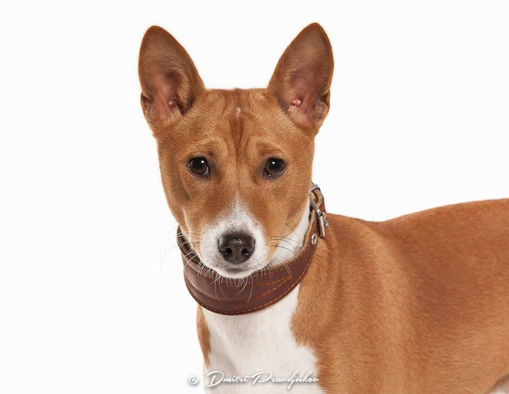 LEMMIKLOOMADE PILDISTAMINE