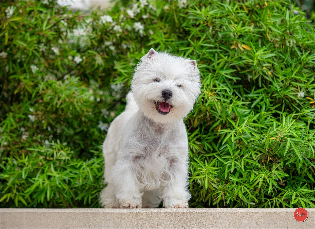 Championnat de France du chien de race  🇫🇷  DIJON (château de Brognon) 7-8/06/2025. Photographe à Strasbourg | Portraits, Studio, Enfants, Événements