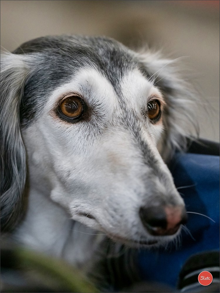 🇫🇷Exposition Canine Internationale de Perpignan. Photographe à Strasbourg | Portraits, Studio, Enfants, Événements