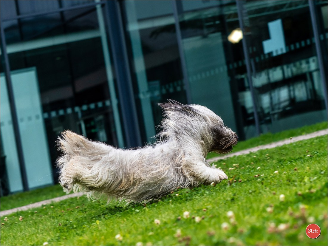 Exposition Canine à Karlsruhe 28-29/09/2024. Photographe à Strasbourg | Portraits, Studio, Enfants, Événements