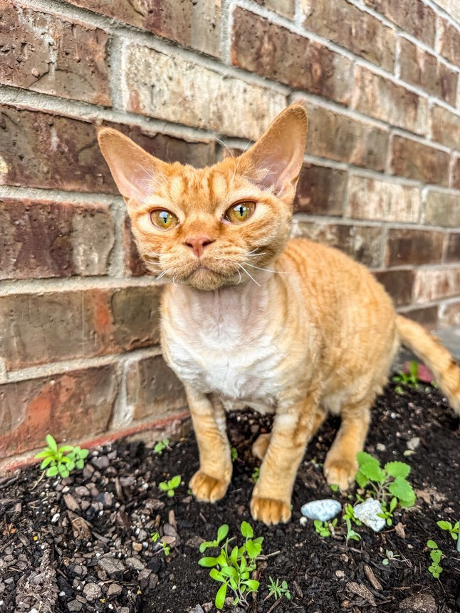 Dorito, boy, born on 06.06.24 SOLD. Devon Rex Pixie Cattery