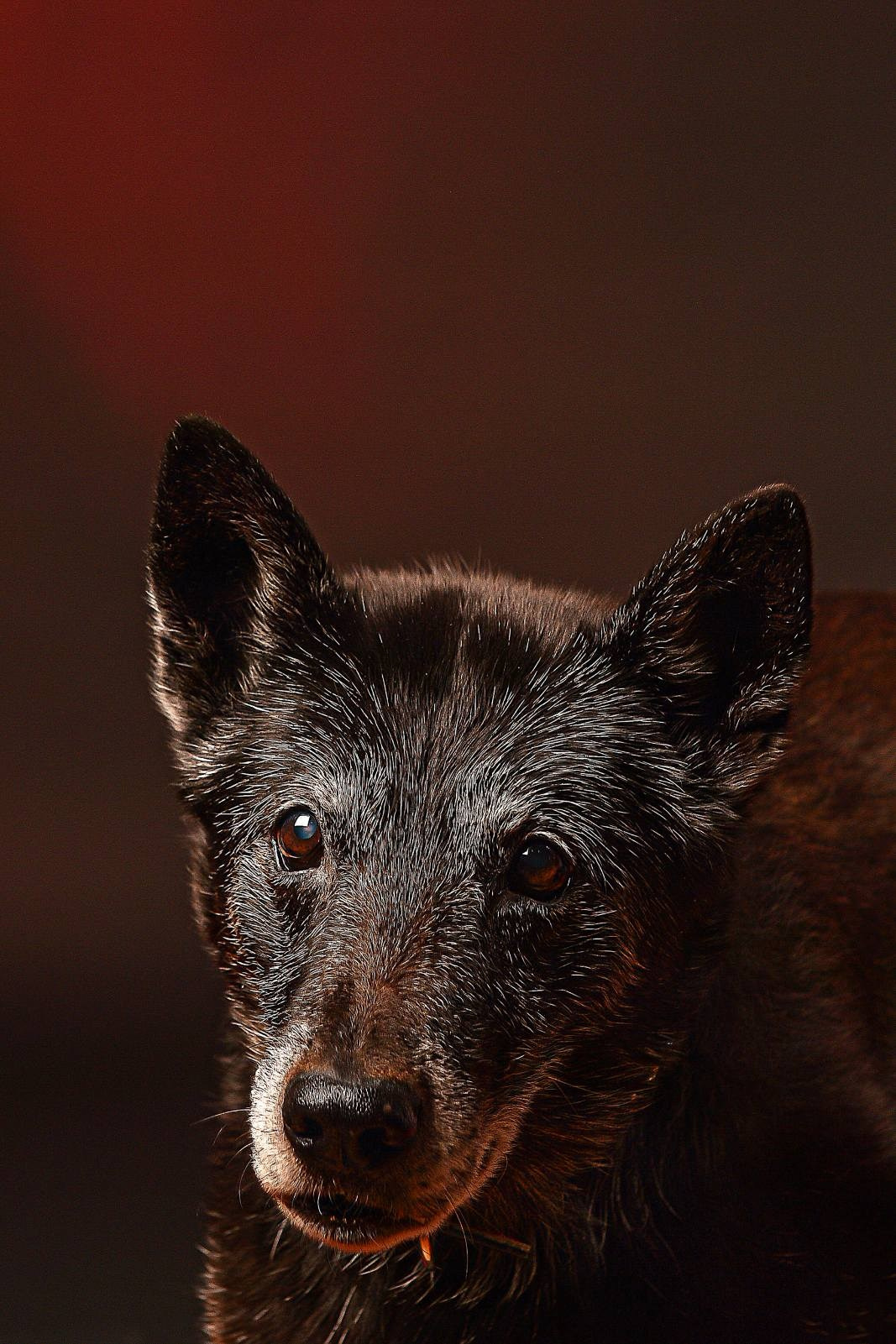 Profesionalno fotografisanje ljubimaca u studiju novi sad. Fotograf Novi Sad Maja Vukelic Pavkov, maturanti, portreti, fotografisanje proizvoda, iznajmljivanje studija za fotografe