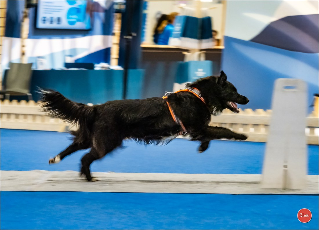 🇫🇮 WDS Helsinki 2025 🇫🇮. Photographe à Strasbourg | Portraits, Studio, Enfants, Événements